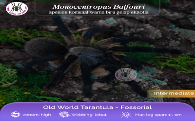 monocentropus balfouri 2-3 cm tarantula